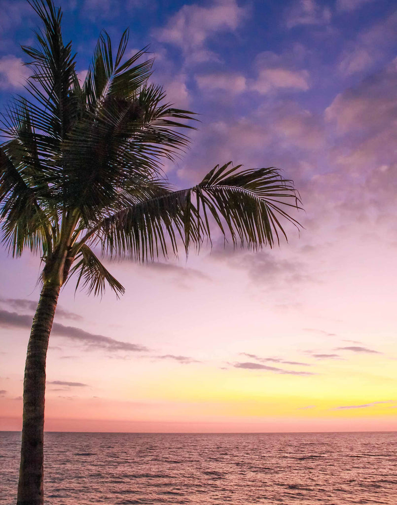 sunset, Pacific Ocean, Puerto Vallarta, Mexico, Mexican, sunset, beach, palm tree, photography, artwork, print
