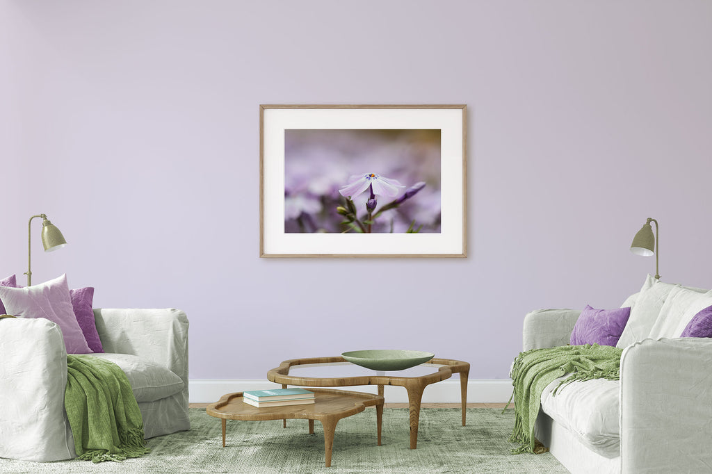 Sherwin Williams Rhapsody Lilac, lavender and sage living room, lavender color art, lilac color art, purple creeping phlox