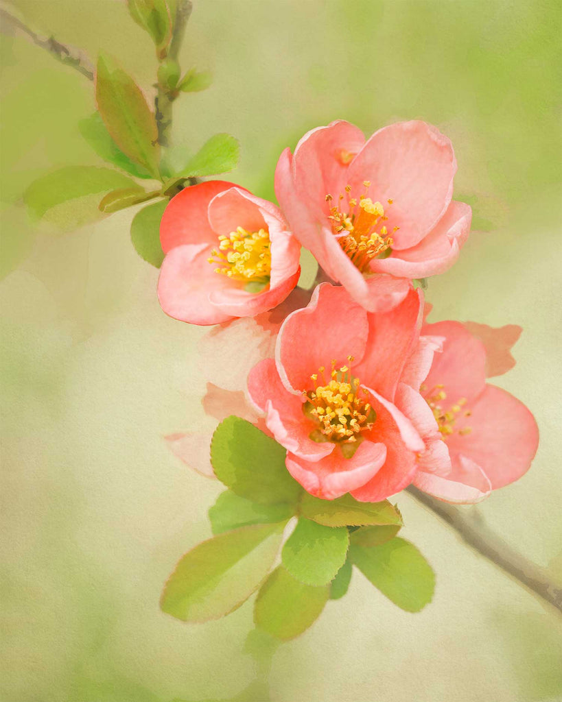 coral quince flower painting, peach and green floral art, spring floral art, coral flower art