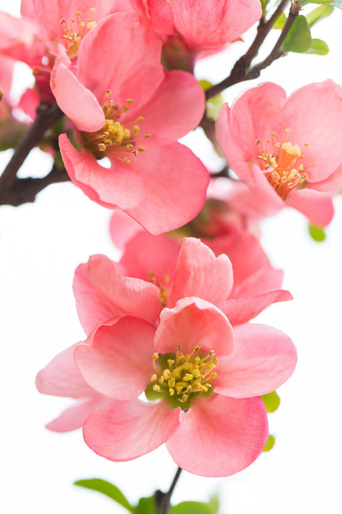 fine art photography, flower photography, floral photography, coral and green art, quince flowers, spring art