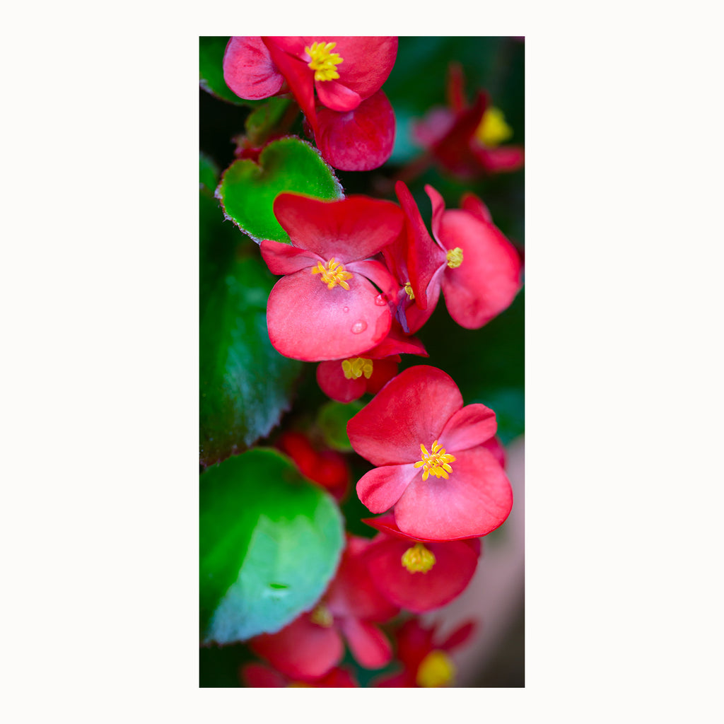 tropical flowers, photography, tropical decor, tropical art, beach house art, hot pink, floral, begonias
