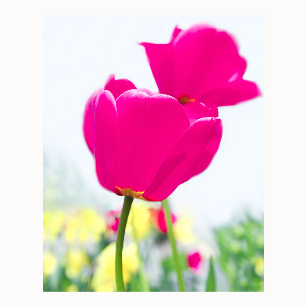 hot pink tulips wall art, floral spring art print, tulip painting