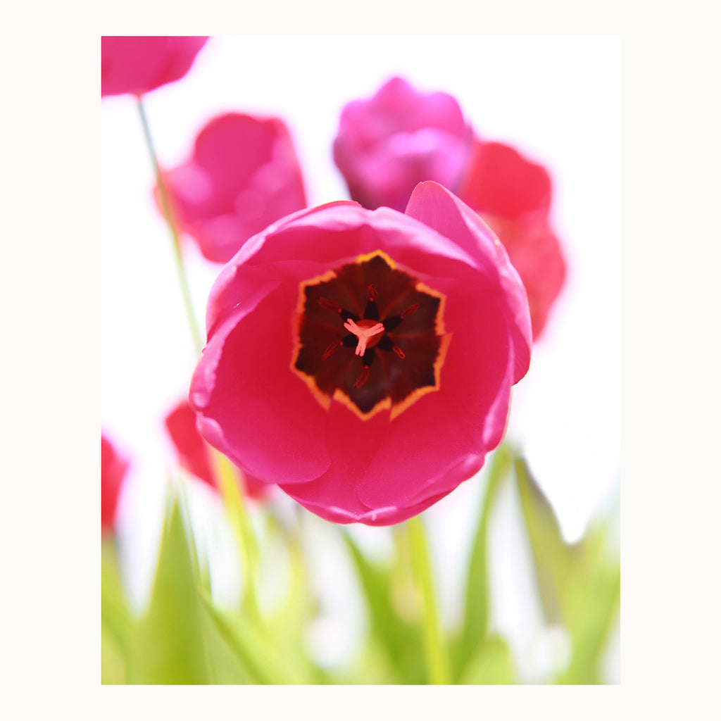 hot pink tulip art, spring art, spring decor