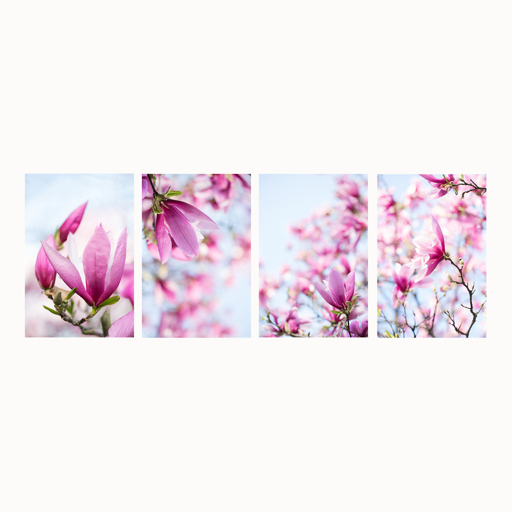 magenta, pink, purple, magnolia flower, art set