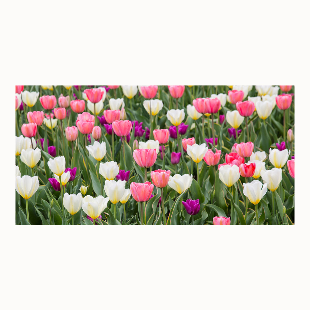 field of white, pink, purple, tulips, photography