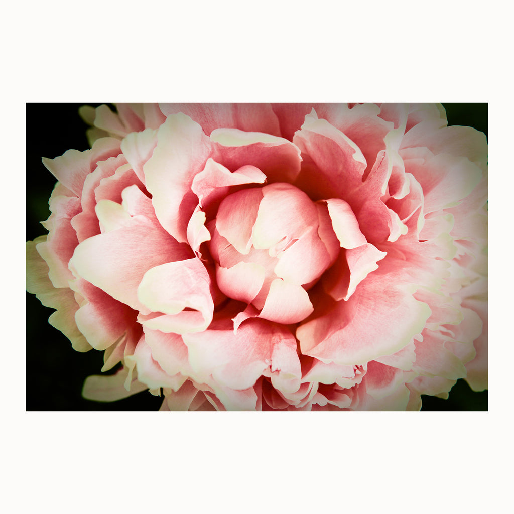 peony artwork, fine art floral photography, floral on black background, peach colored art