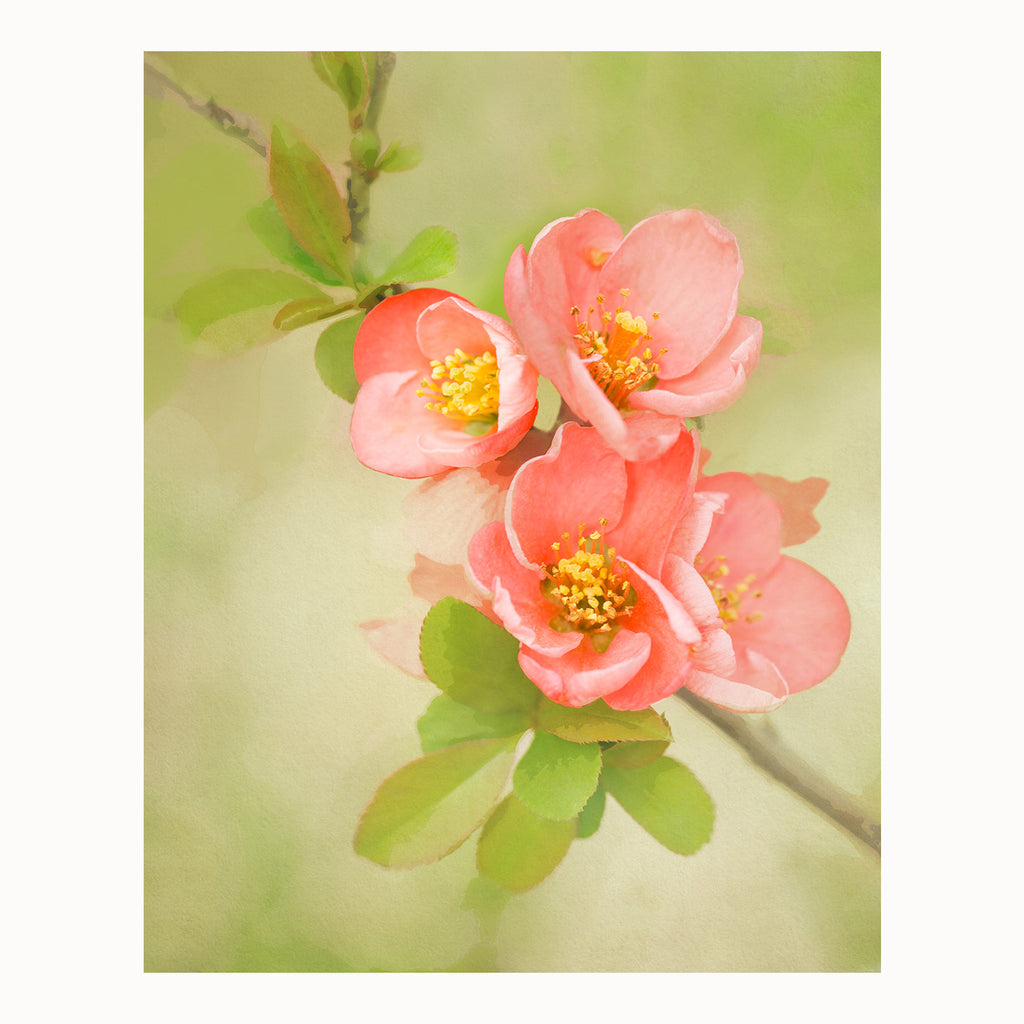 quince flower art print, coral and green wall art, peach and green floral art print, 