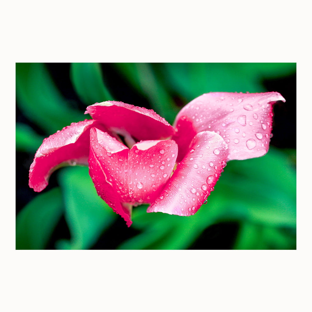 macro flower photography, raindrops on flowers, hot pink tulip, spring art