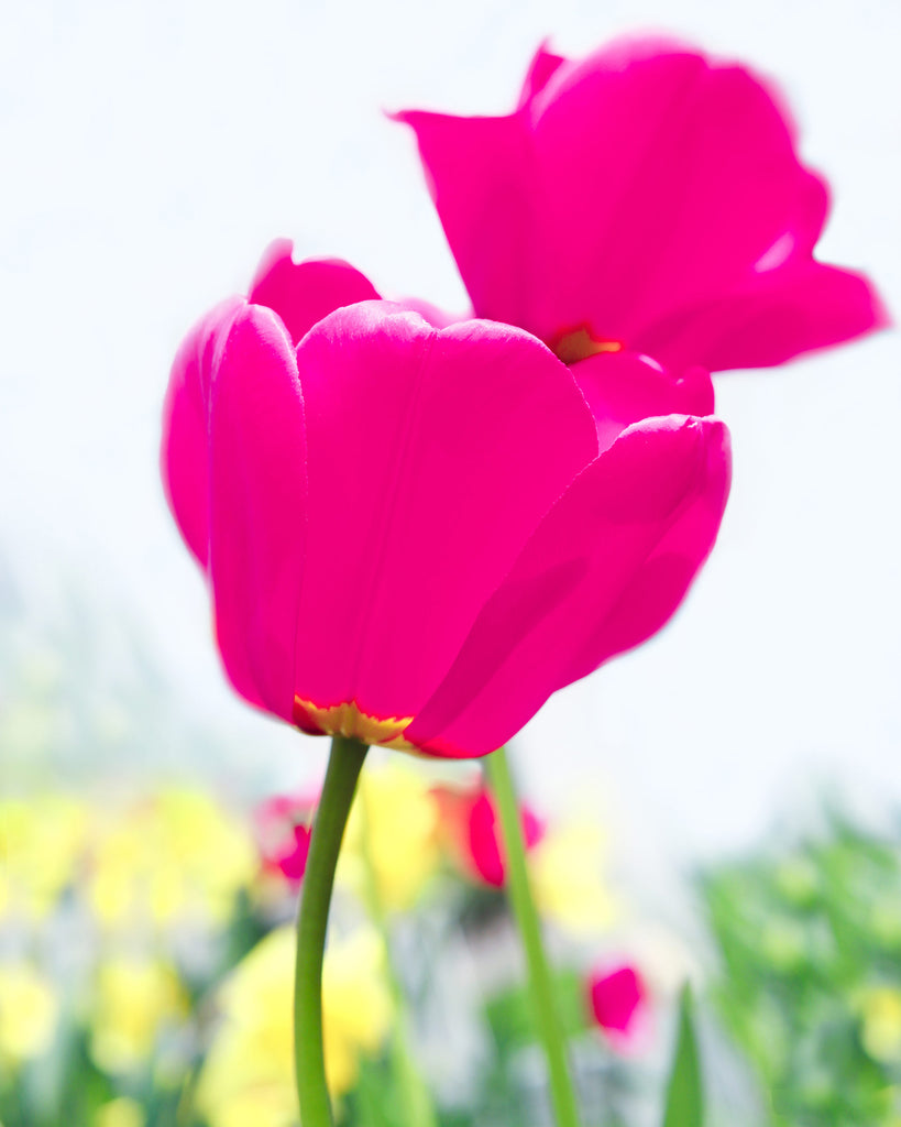 hot pink tulip art print, hot pink floral artwork