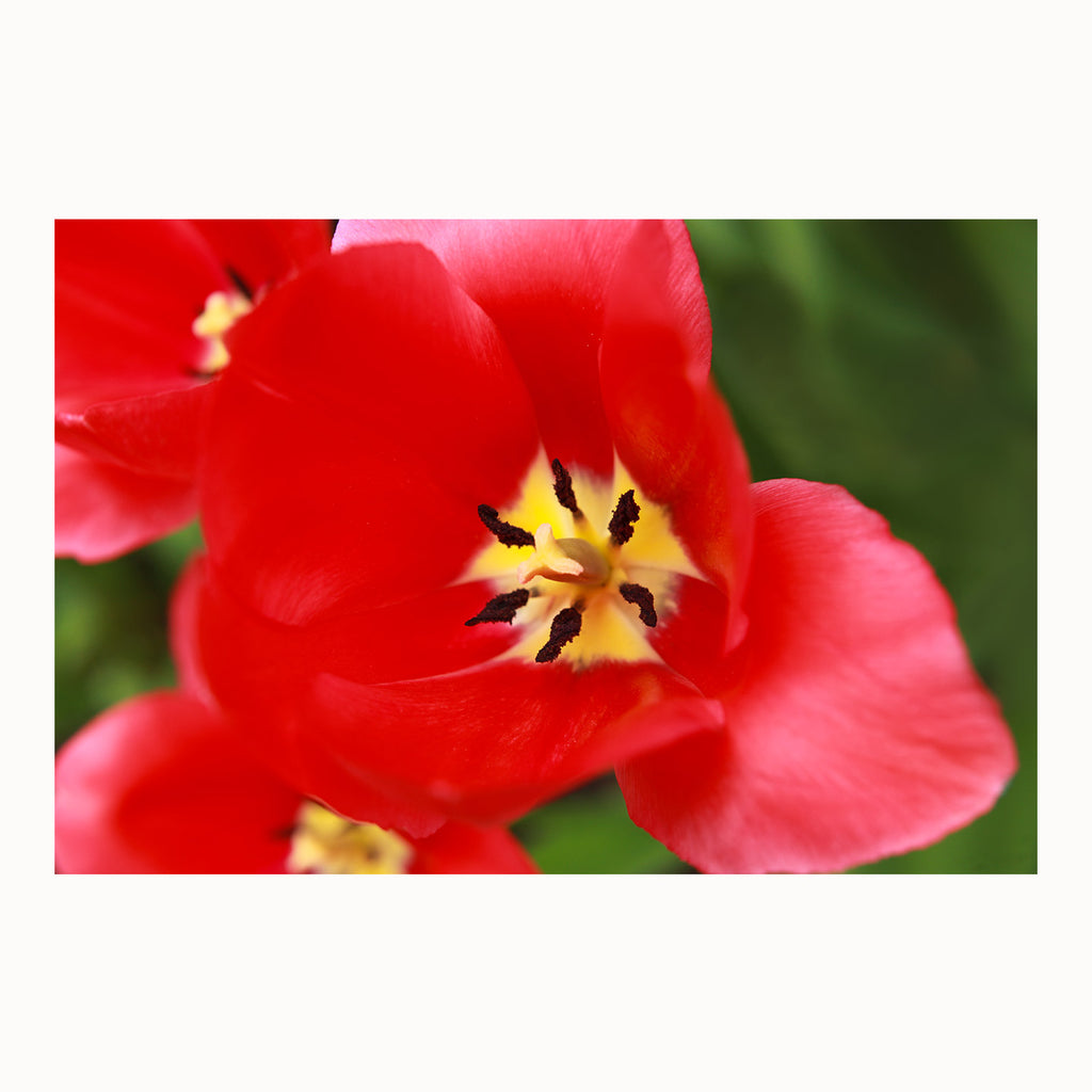 red and yellow tulip, tulip artwork, macro flower photography