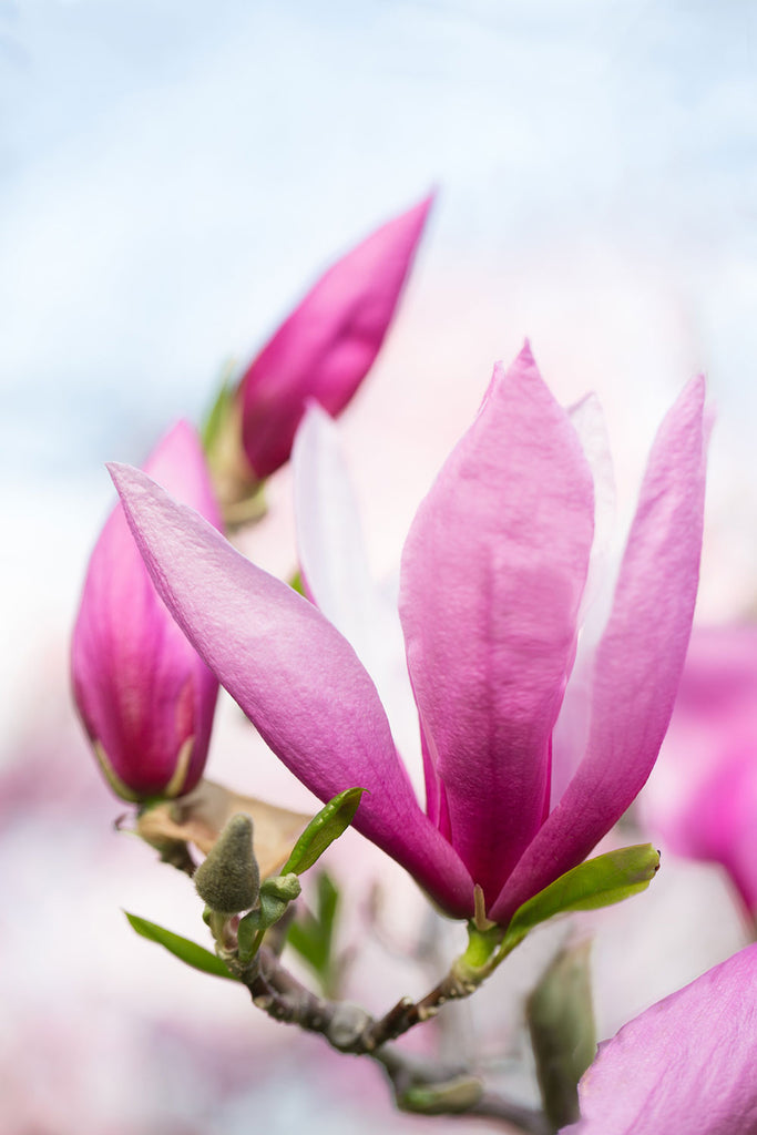 magnolia photography, magenta magnolia art,