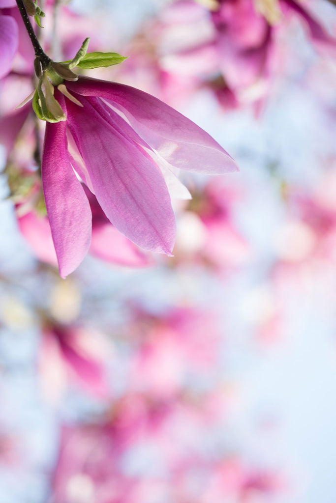 magenta magnolia flower art