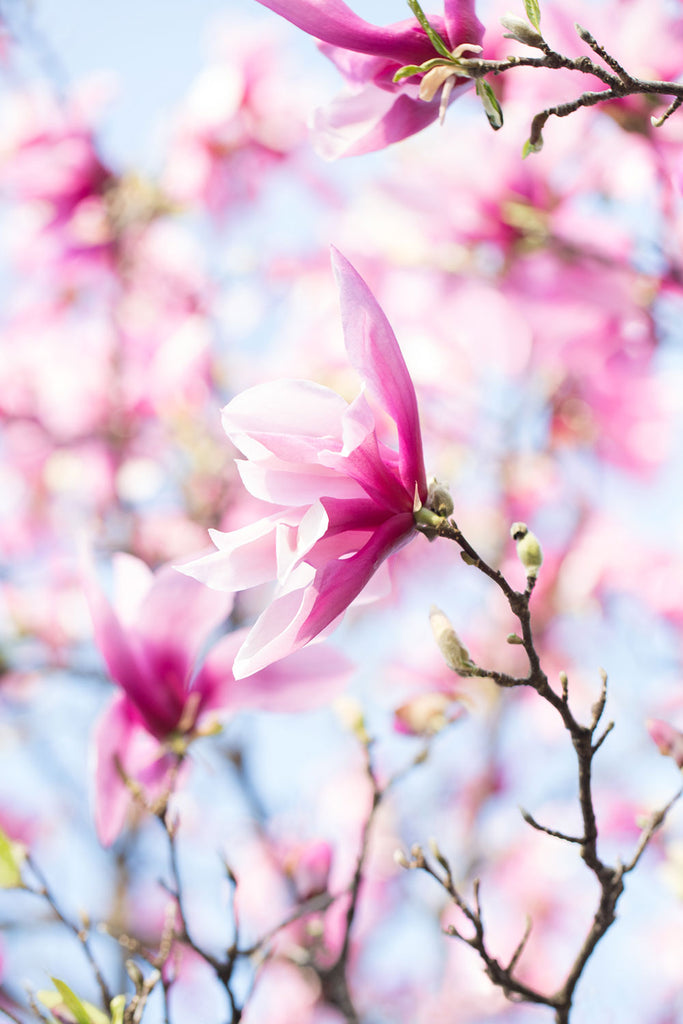 pink magnolia art, purple magnolia art, fine art floral photography
