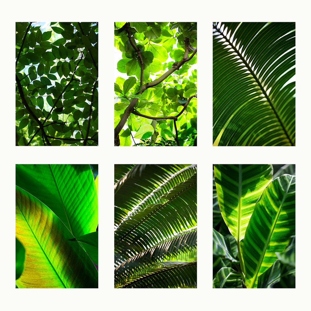 set of 6, set of six, botanical prints, botanical print set, tropical leaf print set