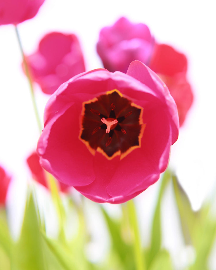 fine art floral photography, tulip photography, hot pink tulip art, pink and green art, spring art