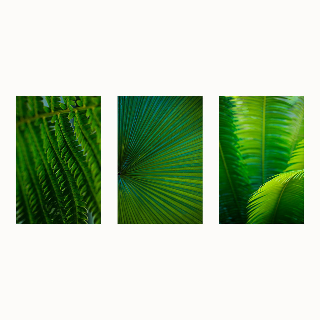 set of 3, set of three, tropical, green, leaf, botanical, art prints, photography
