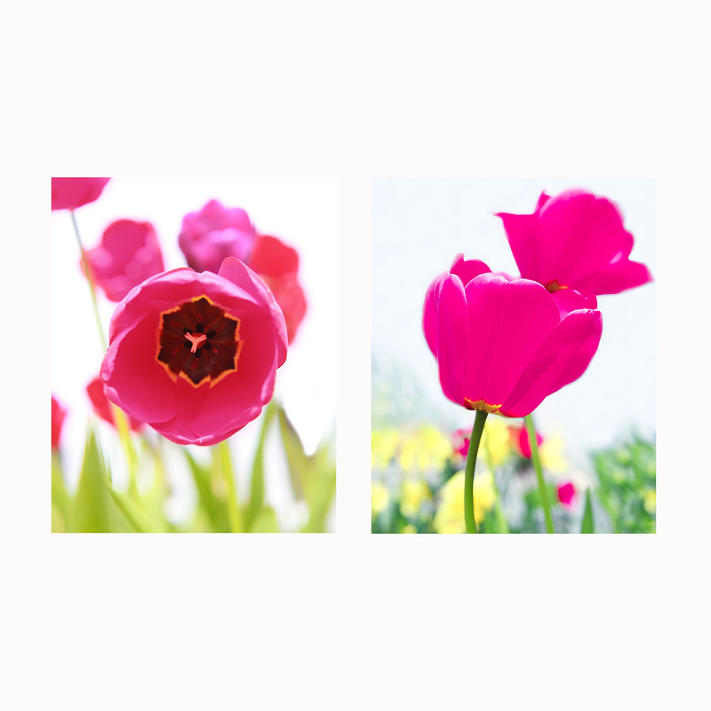 tulip artwork print set, hot pink tulip art, tulip print collection, set of 2 tulip prints
