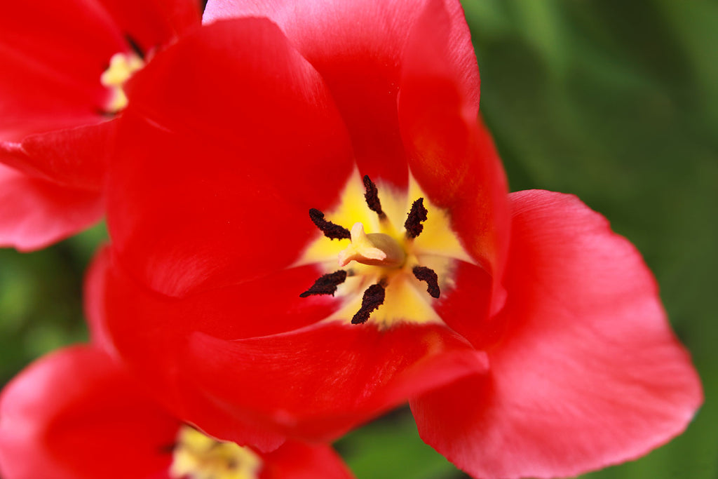 macro flower photography, red tulip photography, red Apeldoorn tulip, tulip artwork