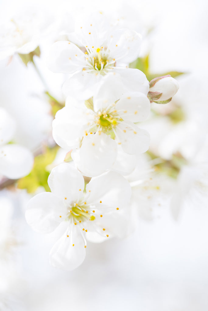 spring art, white cherry blossom art, cherry blossom photography, macro flower photography, fine art photography