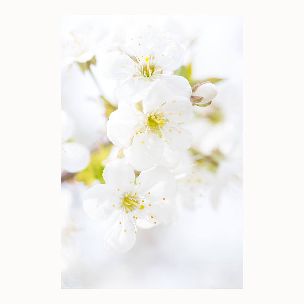 white flower art, cherry blossom art, cherry blossom photography