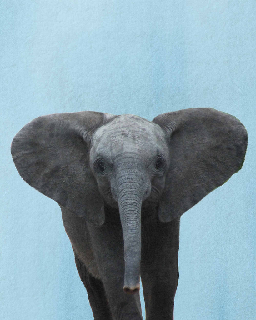 baby elephant, watercolor